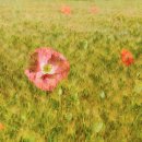 보리농장 이미지