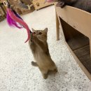 냥이싸롱 이미지