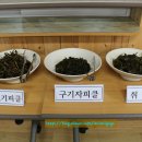 개랭이고들빼기마을 Daum카페