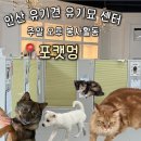 안산 유기견 유기묘 입양센터 [포캣멍] 주말 오후 봉사 후기(카카오톡 예약 방법)