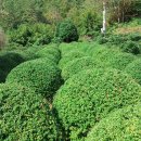 석전농장 이미지