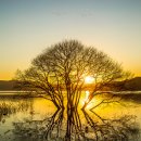 황금나무 이미지