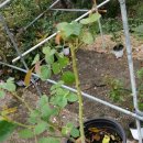 장미수퍼 이미지