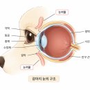 좌교리동물병원, 강아지 눈가가 빨개졌다면, 단순 피부병이 아닐 수 있습니다