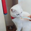 냥이놀이터 이미지