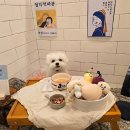 부산애견호텔 강아지유치원 맘바이 사하구점 네이버블로그
