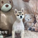댕댕미작 네이버블로그