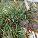 병순농장 이미지