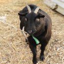 범선농장 이미지