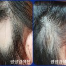 큐사랑팡팡