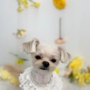 320 펫살롱 이미지