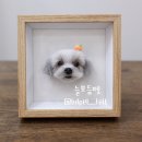 보듬펫 이미지