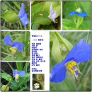 계정초 Daum카페