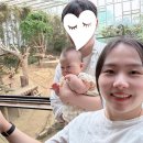 대나무랜드 | 8개월 아기와 에버랜드 나들이 후기, 로스트밸리 안 가도 알찼던 코스