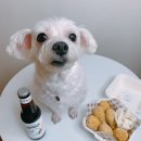 견묘양처 | [진주 시내 핫플 - 견묘양처] 강아지 수제간식 원데이클래스 추천