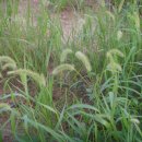 강아지풀 이미지