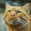 동물병원 공감 이미지