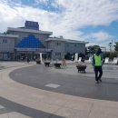 (사)한국교통장애인협회 영천시지회 이미지