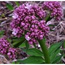 냉이꽃 민박 이미지