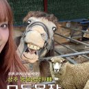 용목장 | 상주 모동목장 반려견과 함께한 대구 근교 동물농장카페 나들이