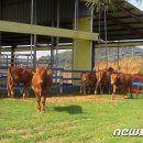 영진농장 이미지