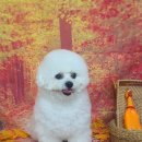 펫 살롱 파밀리에 이미지