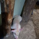 돼지농장 이미지