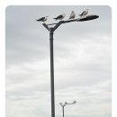 송도갈매기 이미지