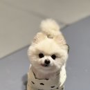 딩동댕 애견카페 이미지