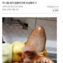 야문어