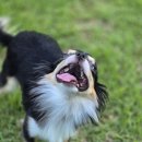 행복 애견방 이미지