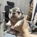 J&L 희귀모색 프렌치불독 이미지