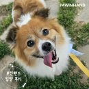 포인핸드 입양후기🧡 2028. 대길