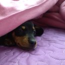 우리집코코 이미지