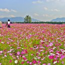 경기 구리 한강공원 코스모스(1) 이미지