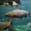 연어로만 이미지