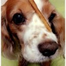 나나와허니 이미지