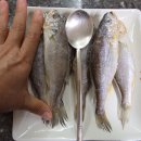 8월21일.민어,삼치,고등어,오징어,황가오리,병어,덕자,갈치,小민어,딱돔,암치홍어,간제미,중하새우,황석어,열기,갑오징어,암대하,건조생선 이미지