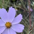 장자목장 이미지