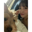 멍뭉컷 뉴스엔