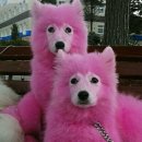 분홍강아지 이미지