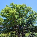 느티나무 이미지