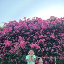 꽃이랑나무랑 이미지