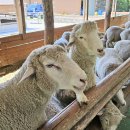 늘벗목장 이미지