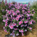 무궁화비료 이미지