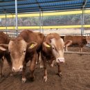 한우농장2 이미지