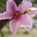 몽고반점 이미지