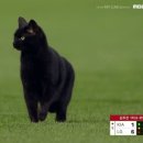 검은고양이 이미지