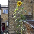 해바라기PC 이미지