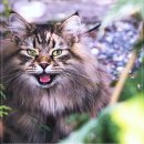 펫퍼스트 24시 강아지분양 고양이분양 이미지